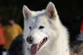 Husky 1 Royalty Free Stock Photo