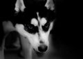 Husky Royalty Free Stock Photo