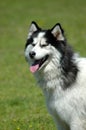 Husky Royalty Free Stock Photo