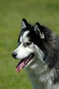 Husky Royalty Free Stock Photo