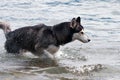 Husky Royalty Free Stock Photo