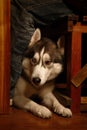Husky Royalty Free Stock Photo