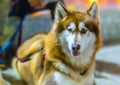 Husky Alaska dog at night with bright eyes Royalty Free Stock Photo