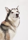 husky alert studio pose Royalty Free Stock Photo
