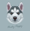 Husky animal dog cute face. Vector Alaskan puppy head portrait. Realistic fur portrait of Siberian dog on gray background