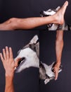 Husky biteing a hand and a leg