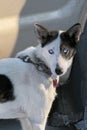 Husky, black and white with blue eyes and collar