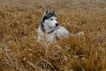 Husky breed dog lying in the grass on an autumn day