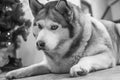 Husky breed dog Royalty Free Stock Photo