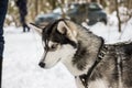 Husky breed dog portrait in winter