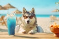 Husky breed dog is resting on the beach with a cocktail. A seaside holiday concept with animals. Generative AI Royalty Free Stock Photo