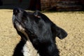 A Husky/Collie Dog Looks Upwards