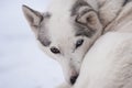 Husky with different colored eyes