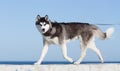 Husky with different colored eyes walking