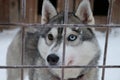 The husky with the different eyes