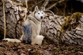 Husky With Different Eyes