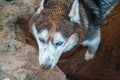 Husky digging ground. Dirty muzzle husky dog rummaging in the sand. View from above. Siberian husky digs a hole. Top view. Royalty Free Stock Photo