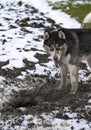 Husky digs a hole