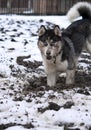 Husky digs a hole