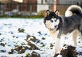 Husky digs a hole