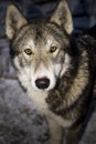 HUSKY DOG Royalty Free Stock Photo