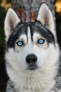 Husky dog Royalty Free Stock Photo