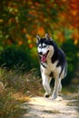 Husky dog Royalty Free Stock Photo
