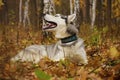 Husky dog in autumn forest Royalty Free Stock Photo