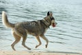 Husky dog on the beach Royalty Free Stock Photo