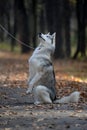 Husky dog begging for a treat sitting on its hind legs