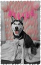 Husky dog with Birthday decorations