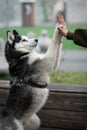 Husky dog in black white sits on a bench in a park. Happy husky dog claps the hands.