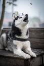 Husky dog in black white sits on a bench in a park. Trying to catch food.