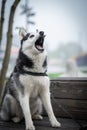 Husky dog in black white sits on a bench in a park. Trying to catch food.