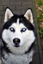 Husky dog with blue eyes Royalty Free Stock Photo