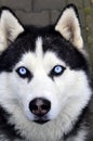 Husky dog with blue eyes Royalty Free Stock Photo