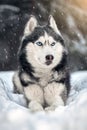 Husky dog with blue eyes in snowy winter forest. Snowstorm winter nature background. Siberian husky dog wolf on snow.