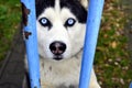 Husky dog with blue eyes Royalty Free Stock Photo