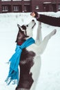 husky dog in a blue scarf jumps for a treat in the hand of his owner , husky dog training in the winter park