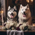 husky dog with a bouquet of roses, burning candle, wedding photo