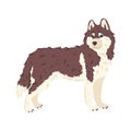 Husky dog breed flat vector illustration Royalty Free Stock Photo