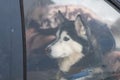 Husky dog in car, cute pet. Dog waiting for walking before sled dog training and race Royalty Free Stock Photo