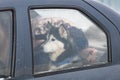 Husky dog in car, cute pet. Dog waiting for walking before sled dog training and race Royalty Free Stock Photo