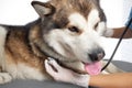 Veterinarian examining a dog in clinic. Royalty Free Stock Photo