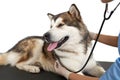 Husky dog clinic having his heart rate taken. Royalty Free Stock Photo