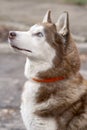 A husky dog in a collar sits and looks up, close-up, selective focus.