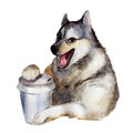 The husky dog with cup of coffee, watercolor illustration