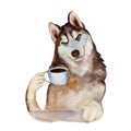 The husky dog with cup of coffee, watercolor illustration