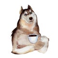 The husky dog with cup of coffee, watercolor illustration