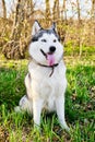 Husky dog with different blue and brown eyes is sitting in Park on green grass in morning with bright sun Royalty Free Stock Photo